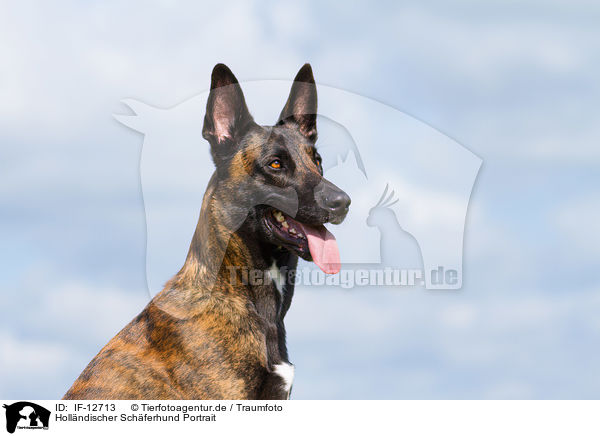 Hollndischer Schferhund Portrait / IF-12713