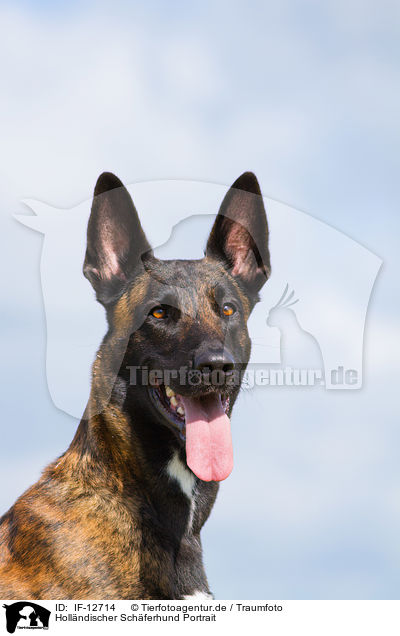 Hollndischer Schferhund Portrait / IF-12714