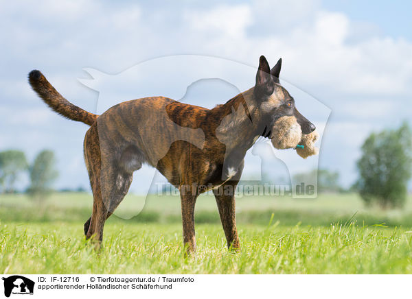 apportierender Hollndischer Schferhund / retrieving Hollandse Herdershond / IF-12716