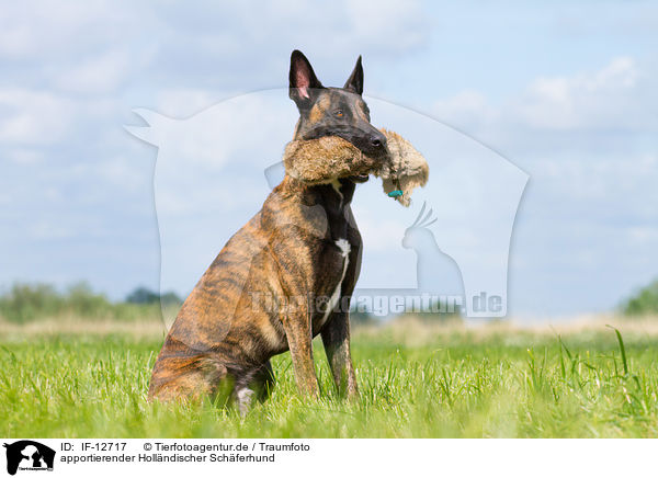 apportierender Hollndischer Schferhund / retrieving Hollandse Herdershond / IF-12717