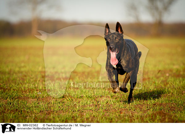 rennender Hollndischer Schferhund / running Hollandse Herdershond / MW-02362