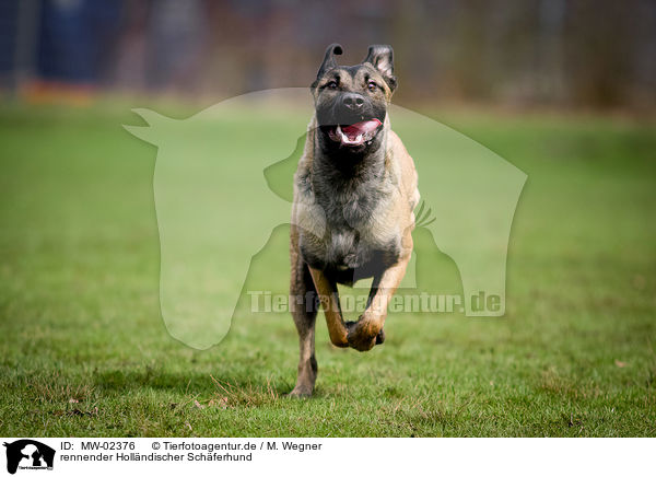 rennender Hollndischer Schferhund / running Hollandse Herdershond / MW-02376