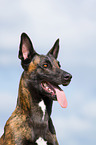 Hollndischer Schferhund Portrait