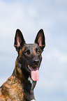 Hollndischer Schferhund Portrait
