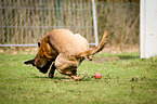 rennender Hollndischer Schferhund