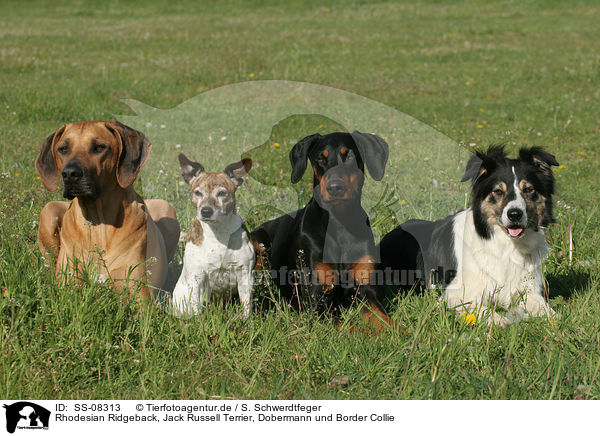 Rhodesian Ridgeback, Jack Russell Terrier, Dobermann und Border Collie / SS-08313