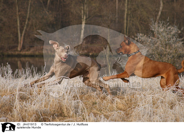 spielende Hunde / playing dogs / JH-01913