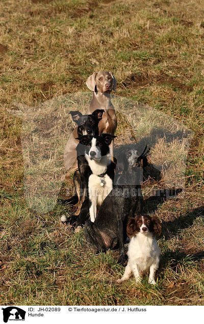 Hunde / dogs / JH-02089