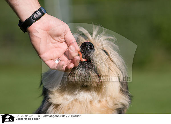 Leckerchen geben / giving treat / JB-01281