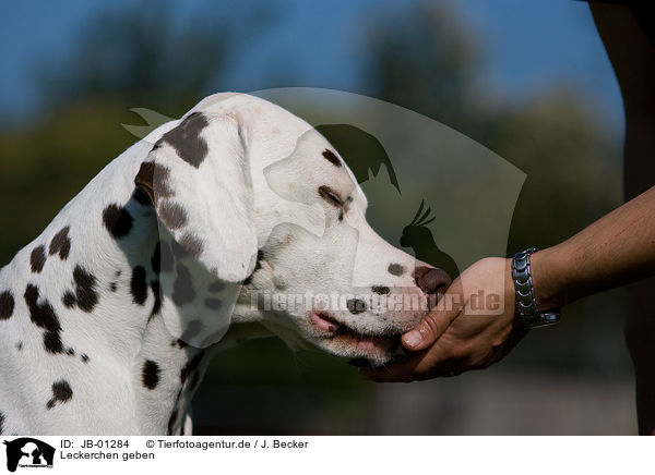 Leckerchen geben / giving treat / JB-01284