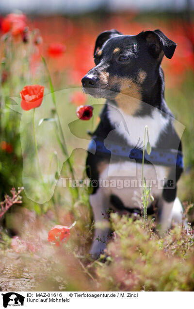 Hund auf Mohnfeld / dog at poppy field / MAZ-01616