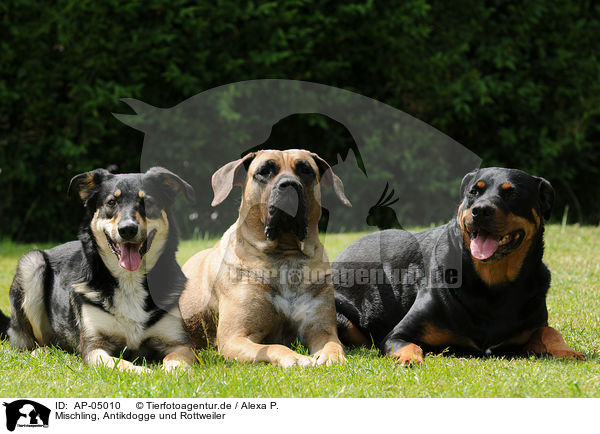 Mischling, Antikdogge und Rottweiler / AP-05010