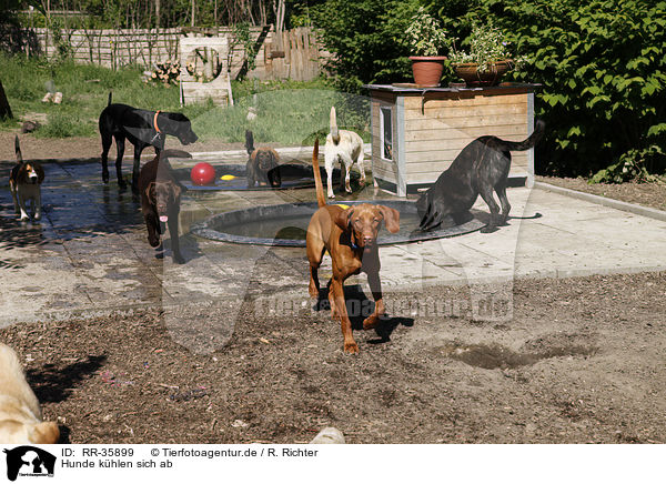 Hunde khlen sich ab / dogs in water / RR-35899
