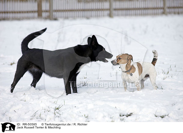 Jack Russell Terrier & Mischling / Jack Russell Terrier and mongrel / RR-50585