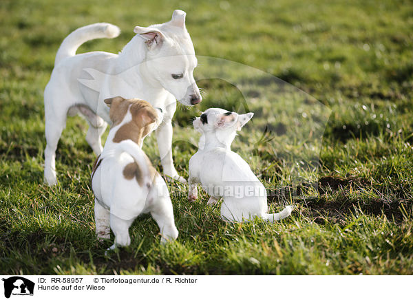 Hunde auf der Wiese / dogs on meadow / RR-58957