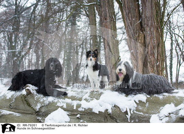 Hunde im Schneegestber / dogs in snow flurries / RR-79261