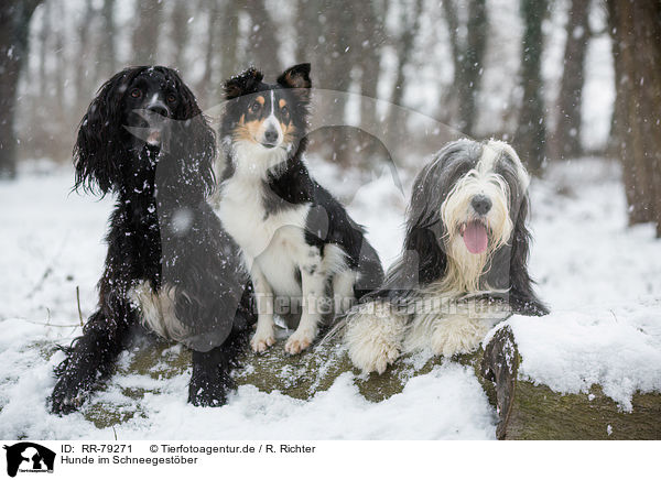 Hunde im Schneegestber / RR-79271