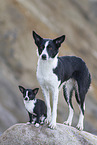 Border Collie und Chihuahua