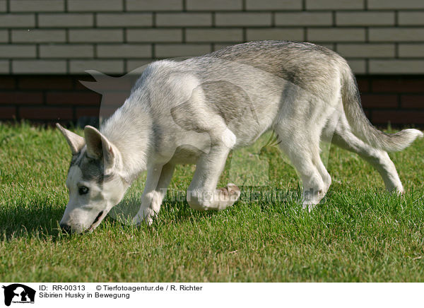 Sibirien Husky in Bewegung / sibirien husky in action / RR-00313