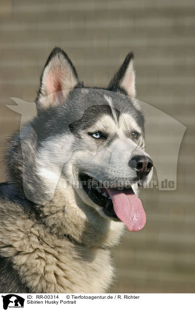 Sibirien Husky Portrait / RR-00314