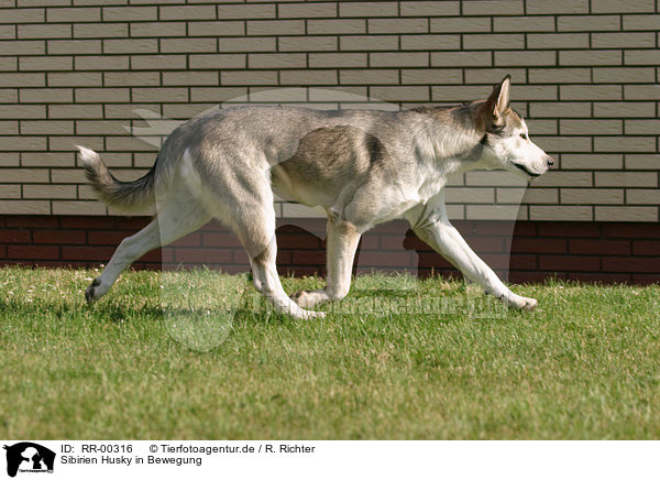 Sibirien Husky in Bewegung / Husky in action / RR-00316