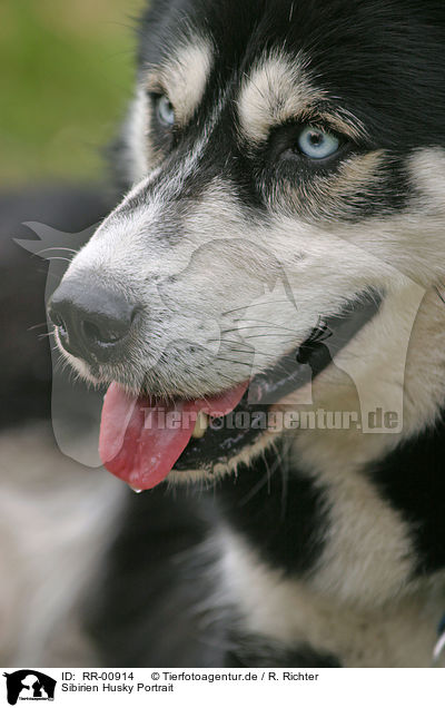 Sibirien Husky Portrait / RR-00914