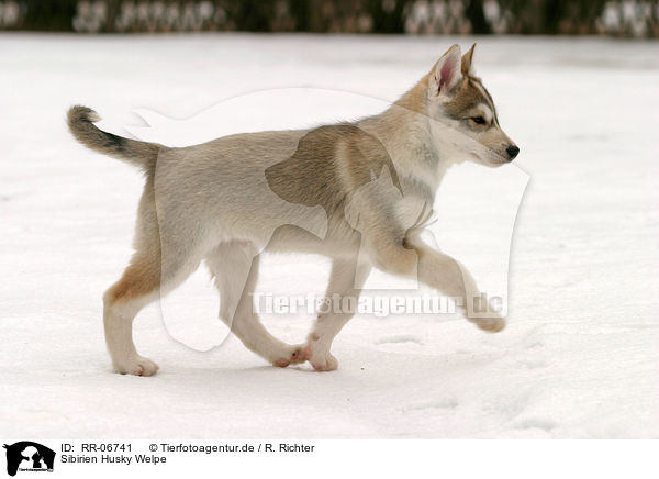 Sibirien Husky Welpe / RR-06741