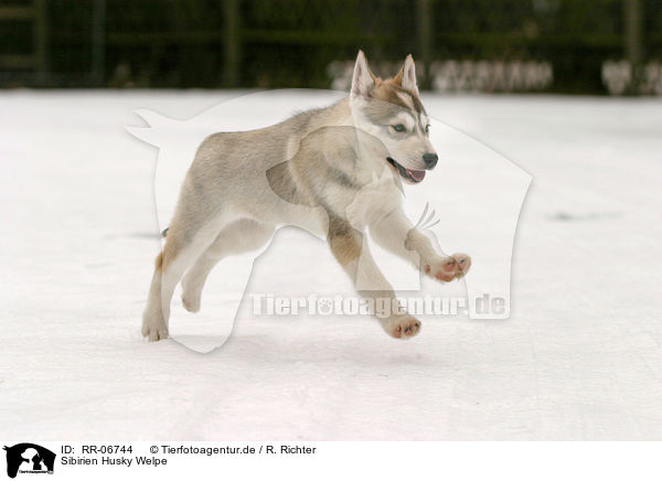 Sibirien Husky Welpe / sibirien husky puppy / RR-06744