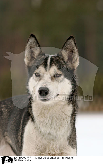 Sibirien Husky / Siberian husky / RR-06747