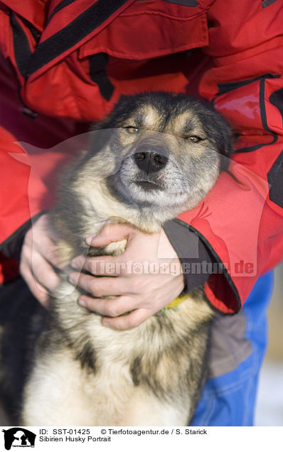 Sibirien Husky Portrait / Siberian Husky Portrait / SST-01425