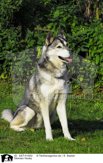 Siberian Husky / Siberian Husky / SST-01952