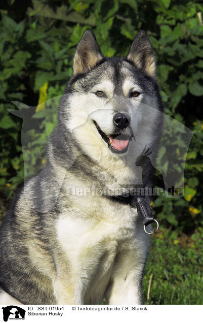 Siberian Husky / Siberian Husky / SST-01954