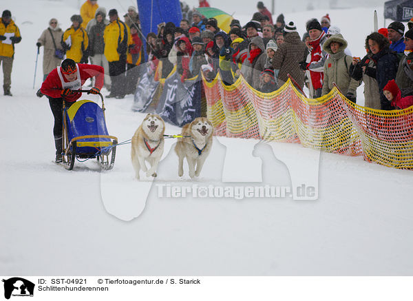 Schlittenhunderennen / dog sledding / SST-04921