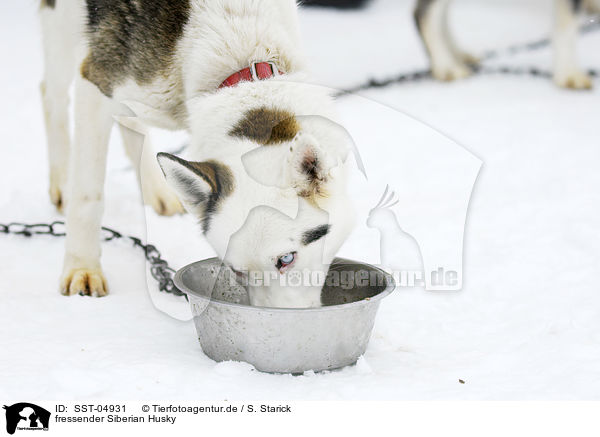 fressender Siberian Husky / eating Siberian Husky / SST-04931