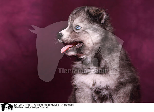 Sibirien Husky Welpe Portrait / Siberian Husky puppy portrait / JH-07158
