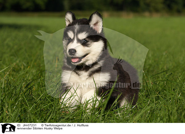 rennender Sibirien Husky Welpe / running Siberian Husky puppy / JH-07231