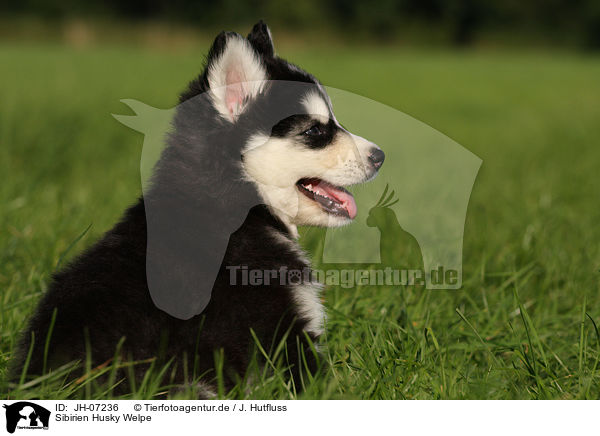Sibirien Husky Welpe / Siberian Husky puppy / JH-07236