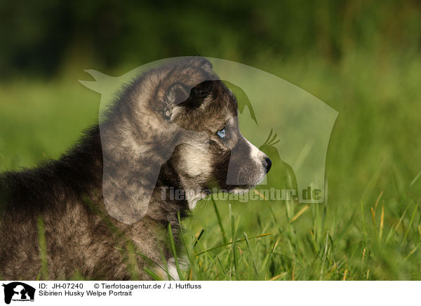 Sibirien Husky Welpe Portrait / Siberian Husky puppy portrait / JH-07240