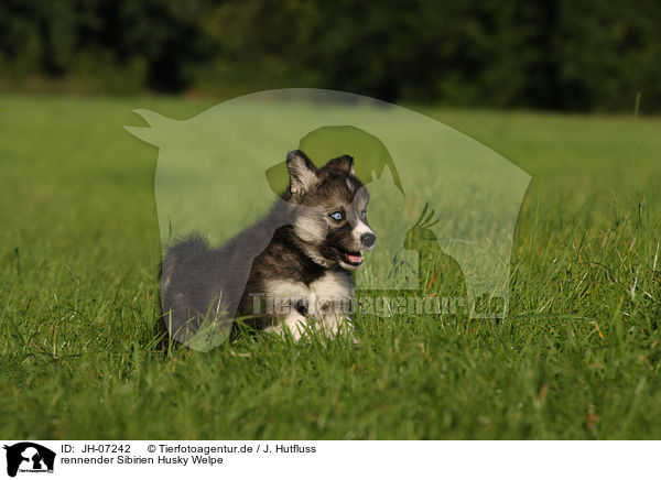 rennender Sibirien Husky Welpe / running Siberian Husky puppy / JH-07242