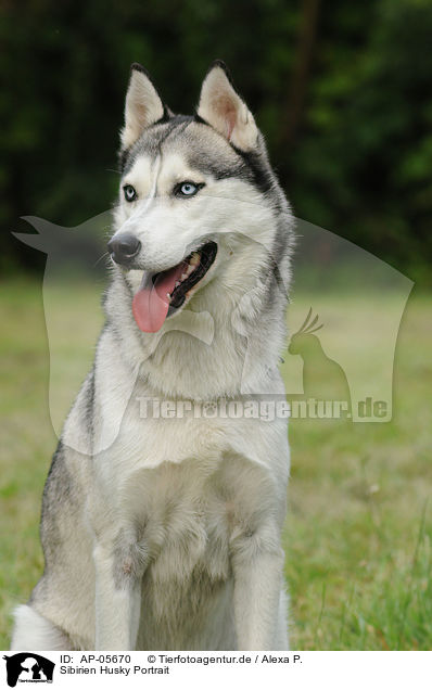 Sibirien Husky Portrait / Sibirian Husky Portrait / AP-05670