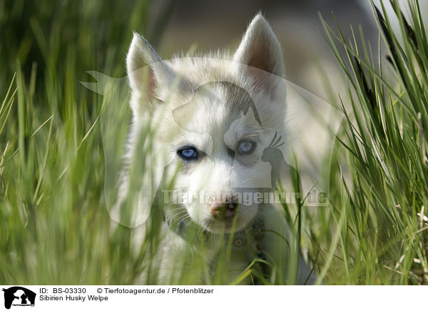 Sibirien Husky Welpe / Siberian Husky Puppy / BS-03330