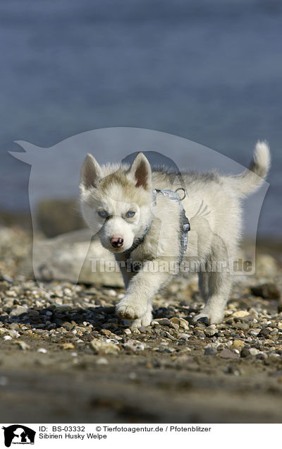 Sibirien Husky Welpe / Siberian Husky Puppy / BS-03332