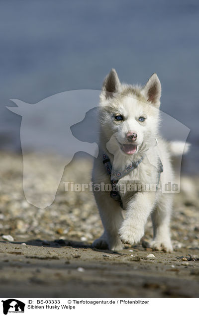 Sibirien Husky Welpe / Siberian Husky Puppy / BS-03333