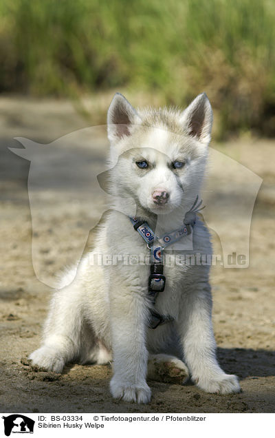 Sibirien Husky Welpe / Siberian Husky Puppy / BS-03334