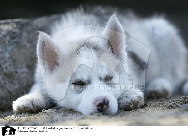 Sibirien Husky Welpe / Siberian Husky Puppy / BS-03341