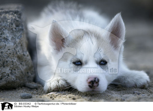 Sibirien Husky Welpe / Siberian Husky Puppy / BS-03342