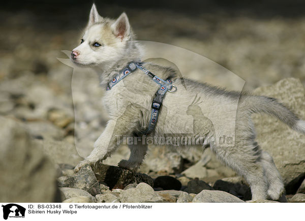 Sibirien Husky Welpe / Siberian Husky Puppy / BS-03348