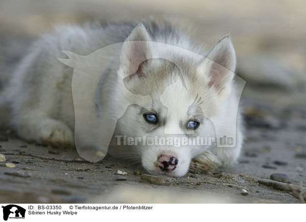 Sibirien Husky Welpe / Siberian Husky Puppy / BS-03350