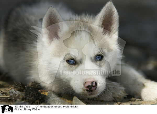 Sibirien Husky Welpe / Siberian Husky Puppy / BS-03351