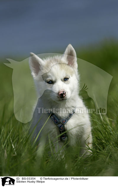 Sibirien Husky Welpe / Siberian Husky Puppy / BS-03354